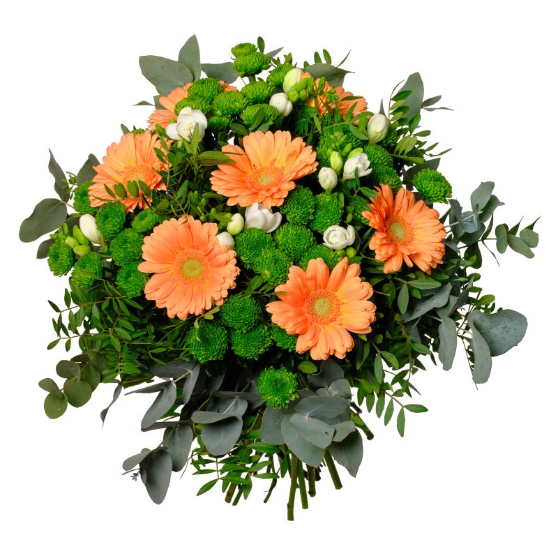 Mini-Gerbera und Santini